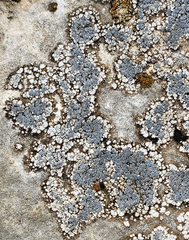 Lecanora bicincta