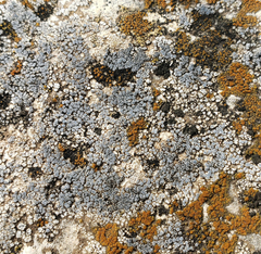 Lecanora bicincta