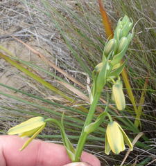 Albuca flaccida