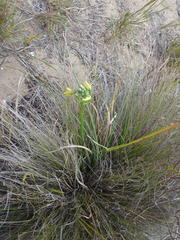 Albuca flaccida