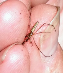 Tetragnatha versicolor