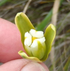 Albuca flaccida