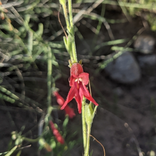 Image of Penstemon lanceolatus by (c) Dominic Gentilcore, some rights reserved (CC BY)