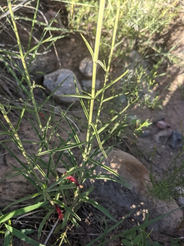Image of Penstemon lanceolatus by (c) Dominic Gentilcore, some rights reserved (CC BY)