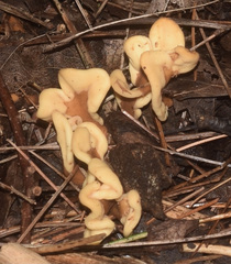 Spathulariopsis velutipes
