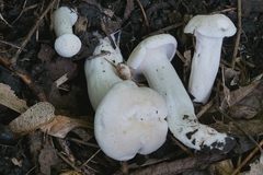 Cuphophyllus angustifolius