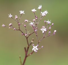 Gypsophila fastigiata