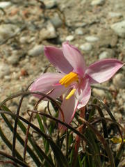 Cyanella alba alba