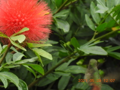 Calliandra pittieri