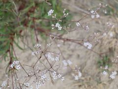 Gypsophila fastigiata