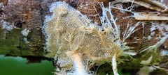 Etheirodon fimbriatum