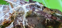Etheirodon fimbriatum