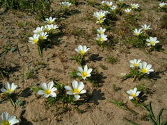 Moraea luteoalba