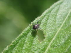 Nanophyinae