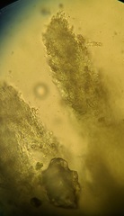 Etheirodon fimbriatum