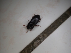 Alphitobius diaperinus