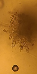 Etheirodon fimbriatum