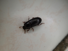 Alphitobius diaperinus