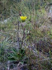 Berkheya carlinoides