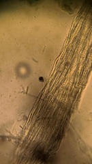 Etheirodon fimbriatum
