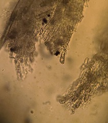 Etheirodon fimbriatum