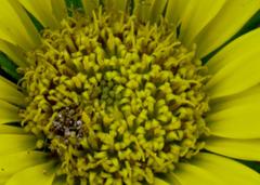 Berkheya carlinoides