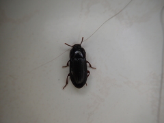 Alphitobius diaperinus