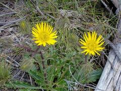 Berkheya carlinoides
