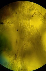 Etheirodon fimbriatum