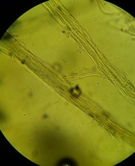 Etheirodon fimbriatum