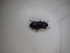 Alphitobius diaperinus