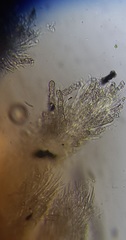 Etheirodon fimbriatum