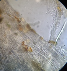 Etheirodon fimbriatum