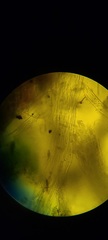 Etheirodon fimbriatum