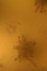 Etheirodon fimbriatum