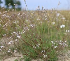 Gypsophila fastigiata