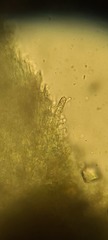 Etheirodon fimbriatum