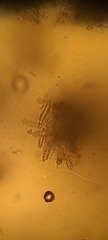 Etheirodon fimbriatum
