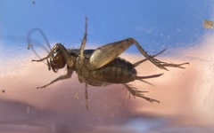 Neonemobius cubensis