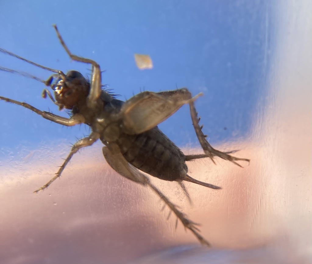 Cuban Ground Cricket