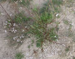 Gypsophila fastigiata