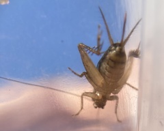 Neonemobius cubensis