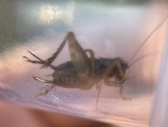 Neonemobius cubensis