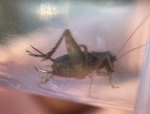 Cuban Ground Cricket photo 5