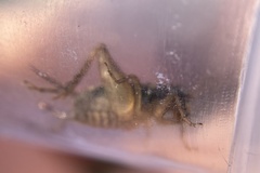 Neonemobius cubensis