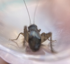 Neonemobius cubensis