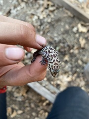 Hemidactylus turcicus