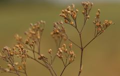 Gypsophila fastigiata