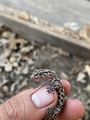 Hemidactylus turcicus