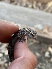 Hemidactylus turcicus